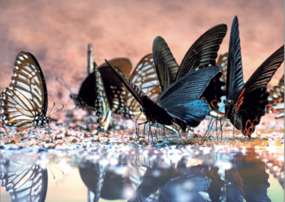 Organizational Membership Image